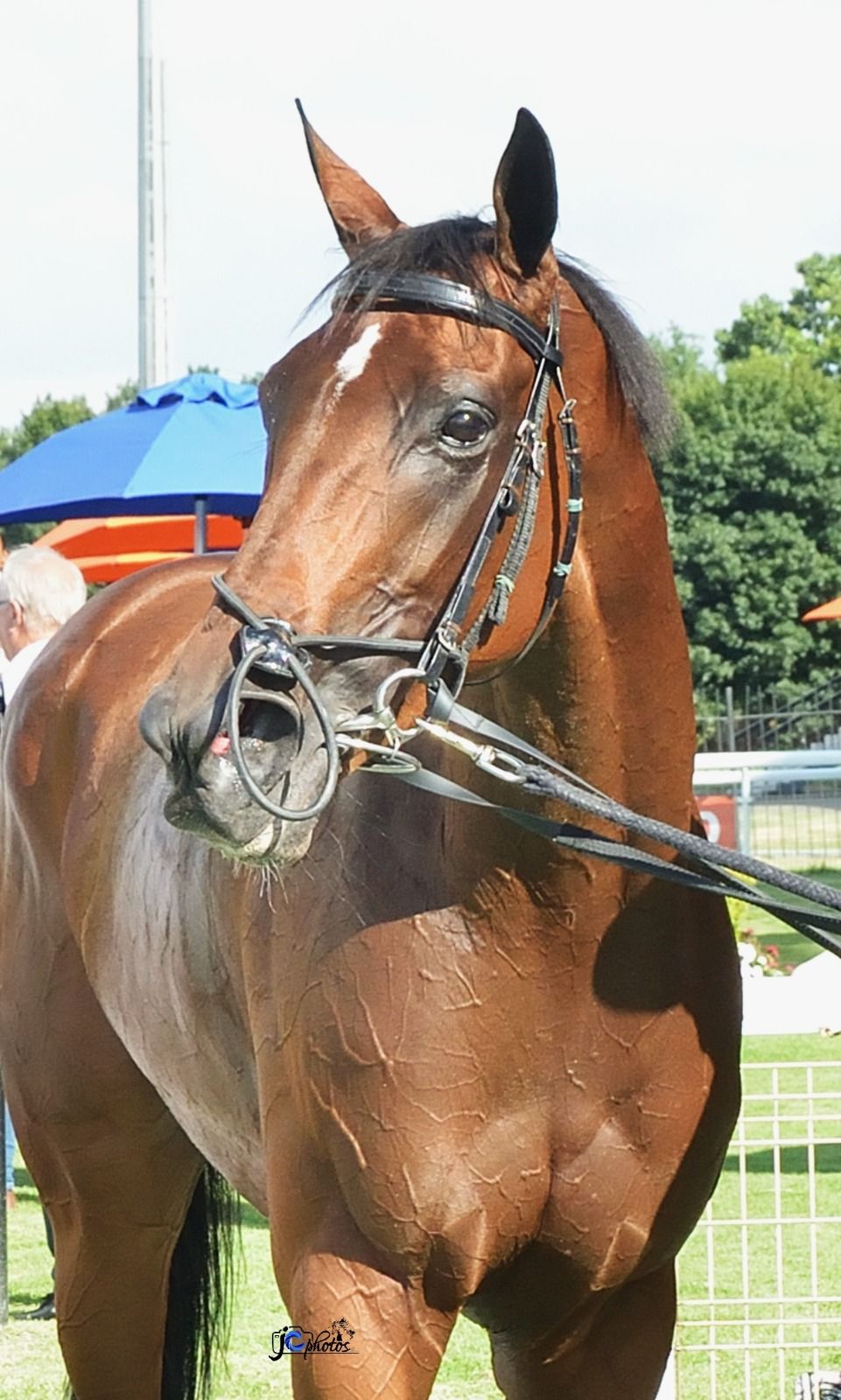Game mare goes in, again!