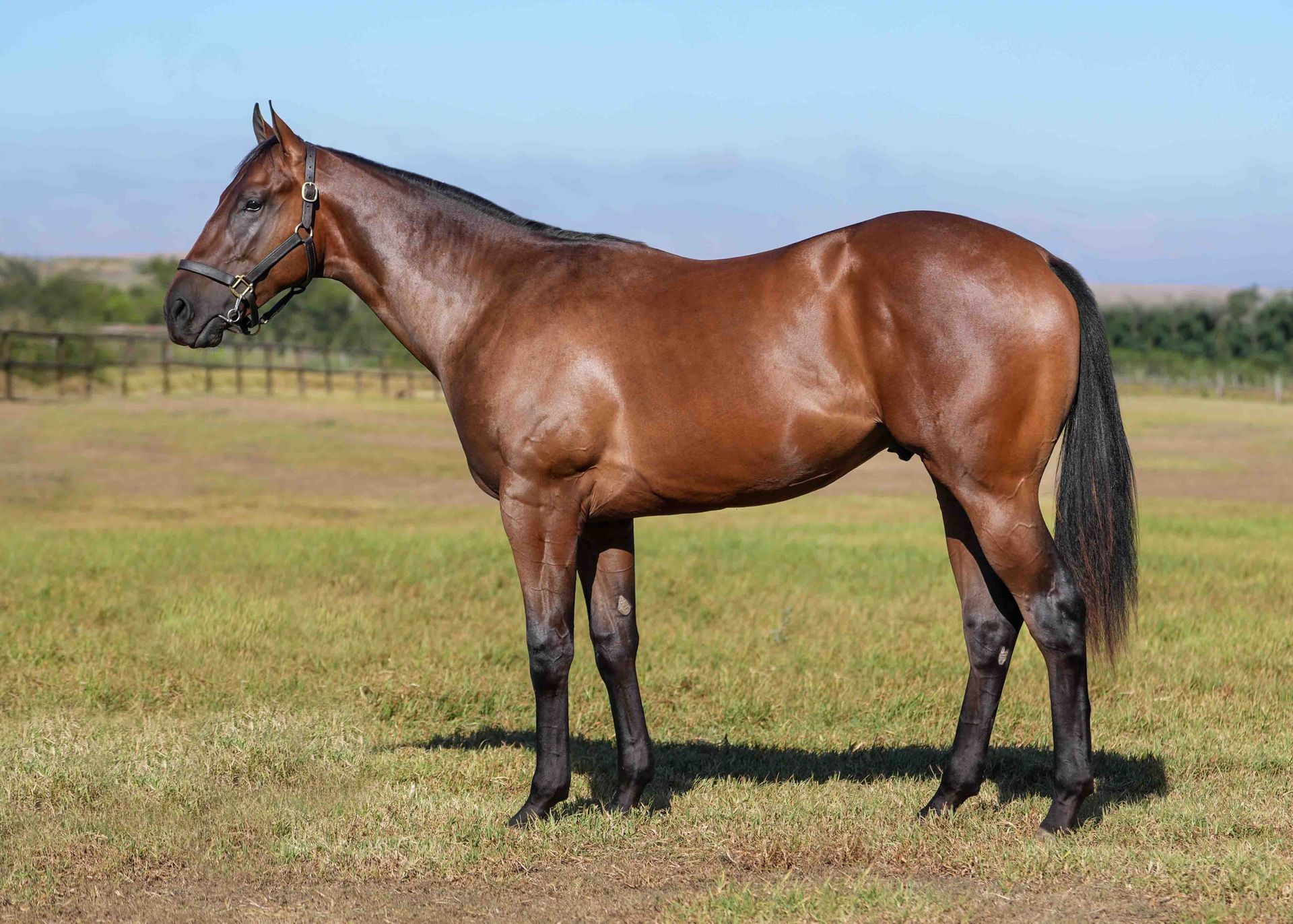 A stunning colt by Rafeef