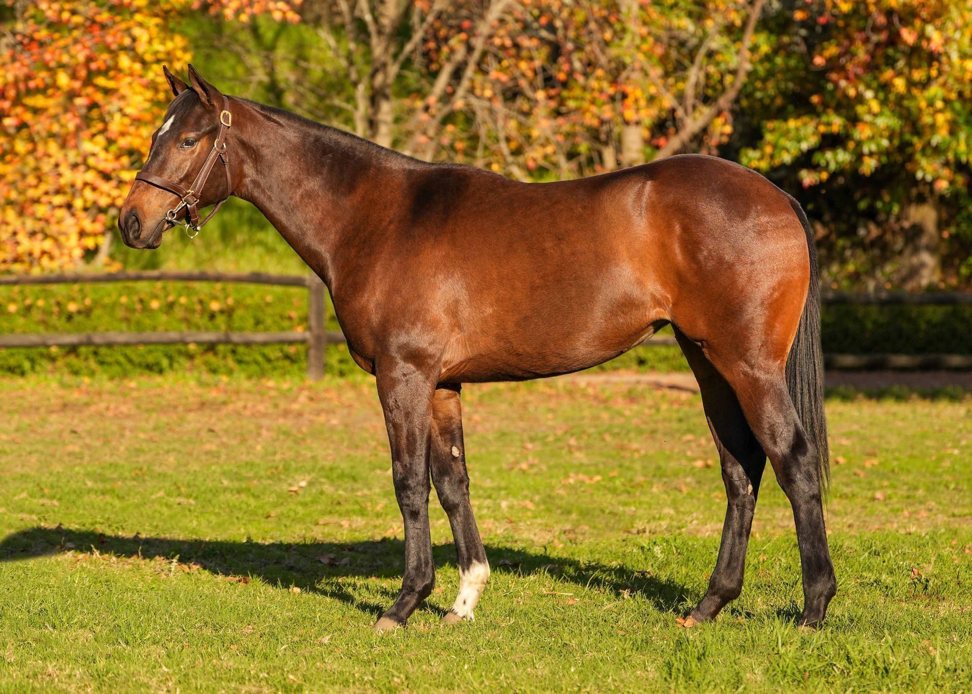 Lot 149